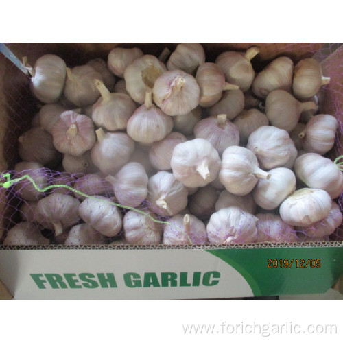 2019 Normal White Garlic
